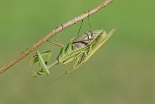 mantide religiosa accoppiamento fortunato.jpg